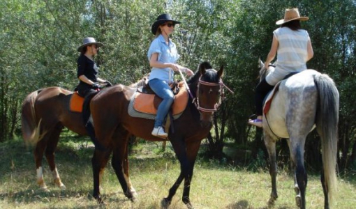 At Binmenin Faydaları
